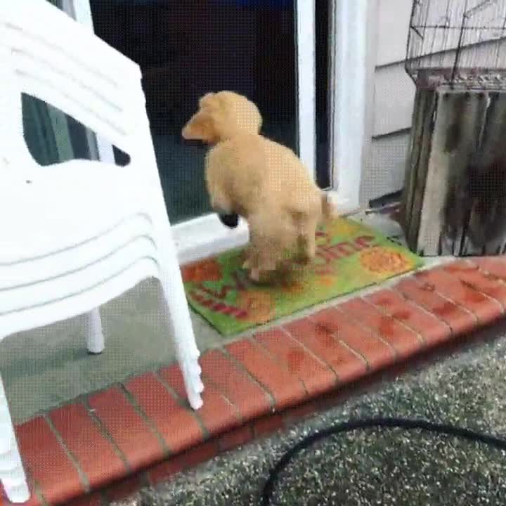 perro,saber,distinguir,puerta,casa,abierta,cerrada