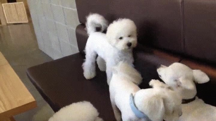 pelear,hermano,madre,correr,separar