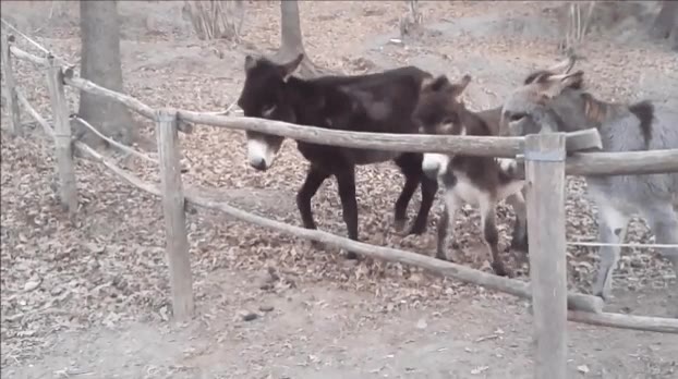 listos,burros,realidad,abrir