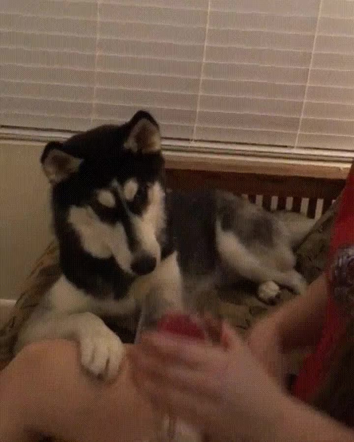 perro,decir,sutilmente,dejar,alcohol