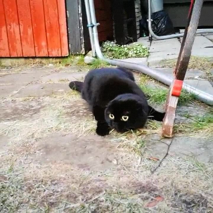 depredador,felino,t&eacute;cnicas,caza