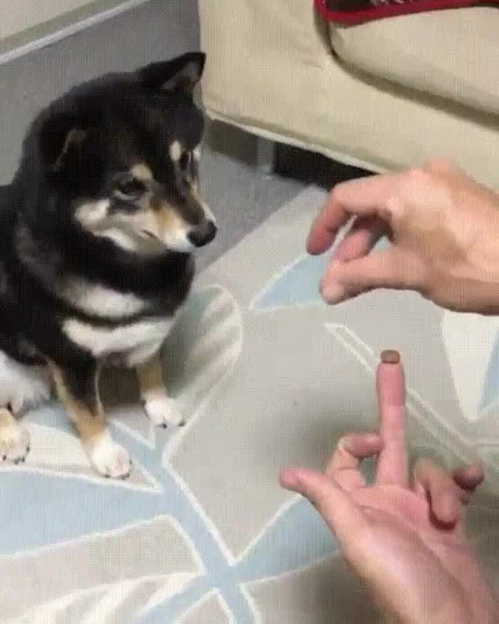 reacci&oacute;n,perro,truco,magia,sacar,sonrisa