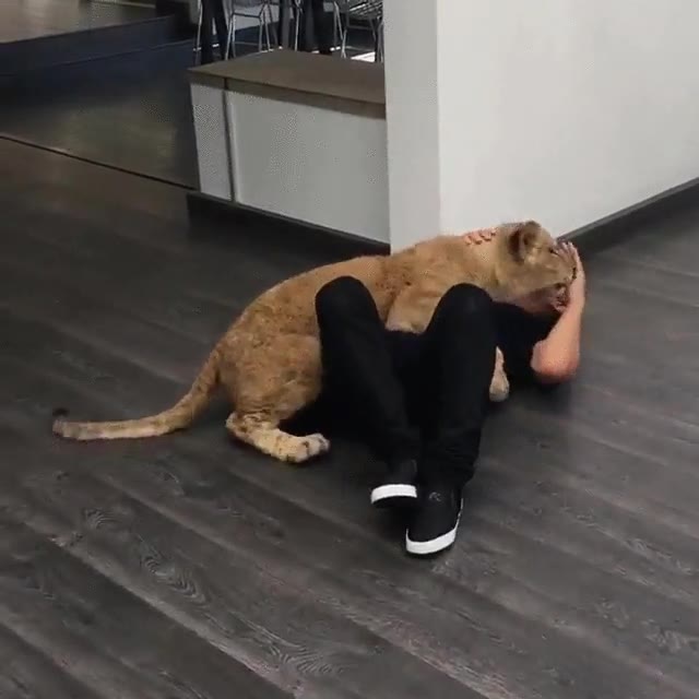 le&oacute;n,mimos,semana,sin verte