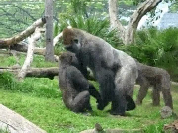 meterse,alguien,más grande,segundos,gorila