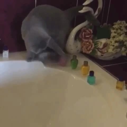 gato,tirar,bañera,botes,maldad