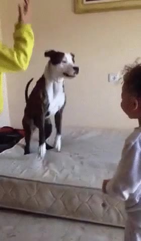 ni&ntilde;os,ense&ntilde;ar,perro,divertido,saltar,colch&oacute;n