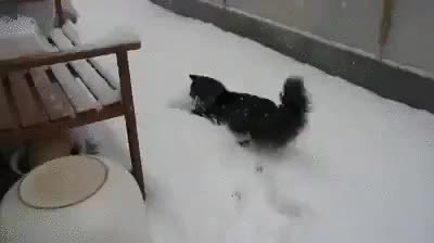 gato,parado,buscar,lentillas,nievee