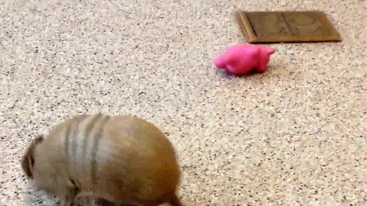 armadillo,jugar,juguete,rodar