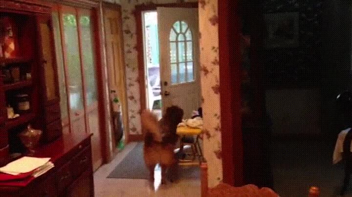 perro,aprender,puerta,casa,siempre,cerrada