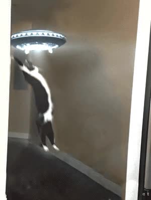 primer,video,gato,nave,extraterrestre