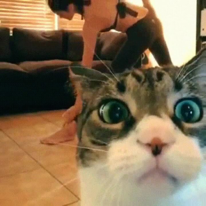 gato,gustar,yoga,casa