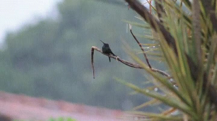 p&aacute;jaro,disfrutar,d&iacute;a,lluvia
