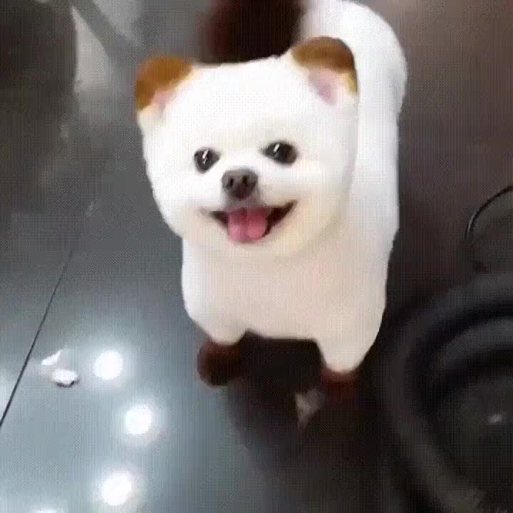 Lo más adorable que verás hoy adorable,veras,perro,ojos,comer