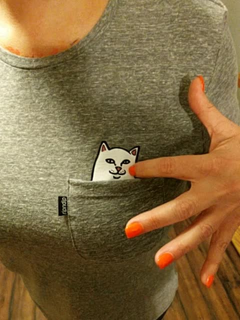 esconder,gato,bolsillo,simpatico