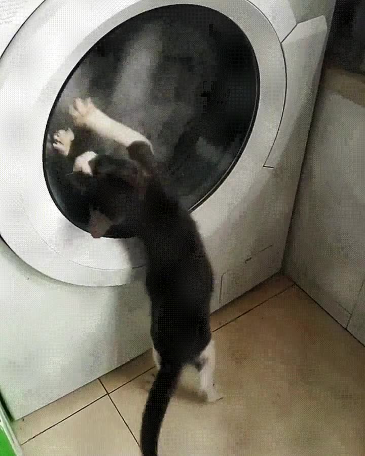 esperad,dejar,dar,vueltas,gato,lavadora