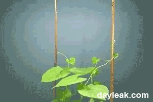 planta,enredadera,naturalez