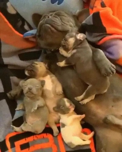 momento,perfecto,familia,perfecta,dormir,perros