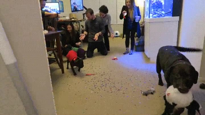 preparar,fiesta,sorpresa,perro