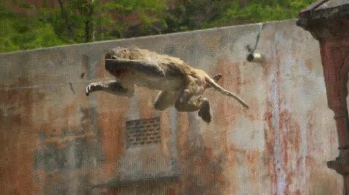 saltar,agua,piscina,trampol&iacute;n