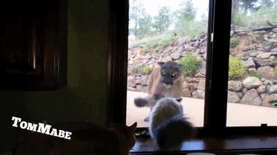 hermano,gato,mayor,abre,puerta