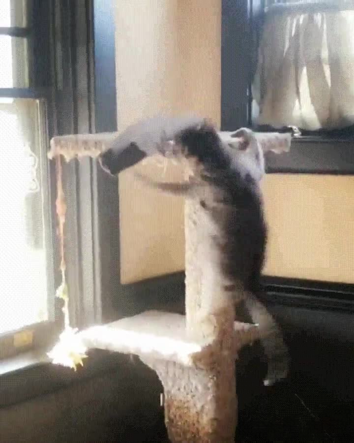 gato,demasiado,territorial