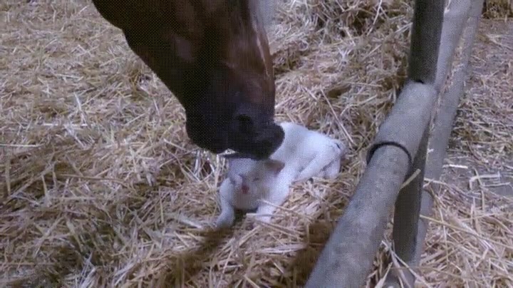 caballo,gato,convertir,amigos,inseparables