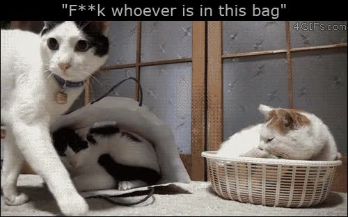 gatos,bastante,mala,leche,menudo,caracter