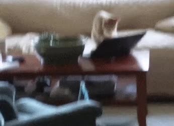 gato,pc,internet,social