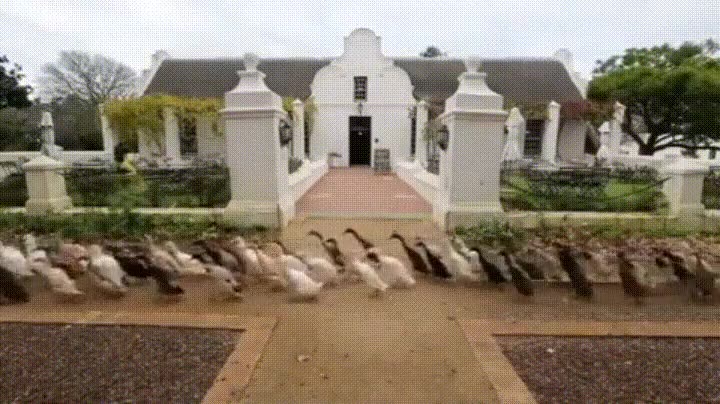 Enlace a El ejército de los patos ya está listo para conquistar la tierra