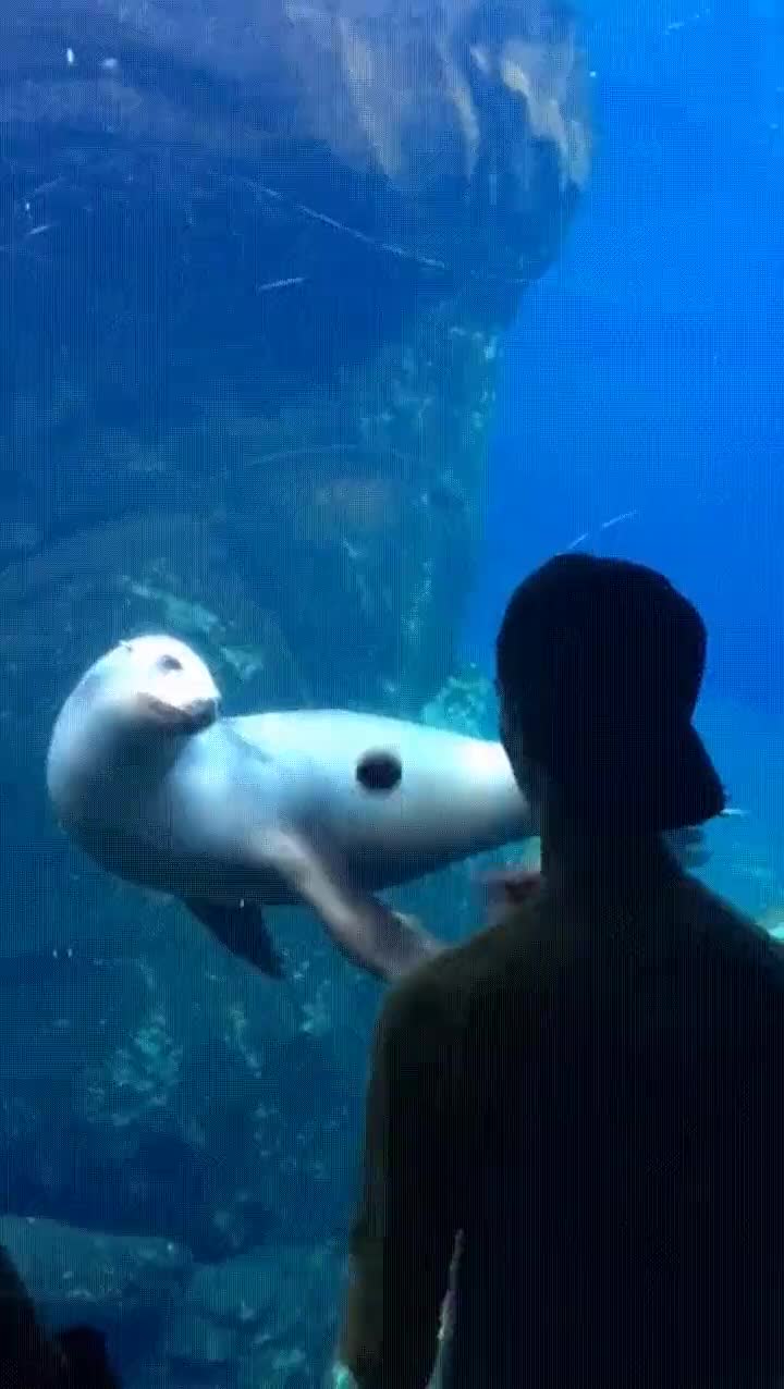 le&oacute;n,marino,intentar,ayudar,malabarista