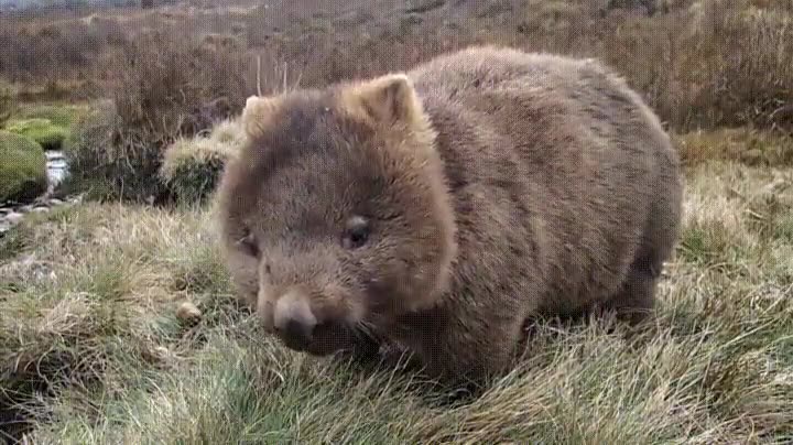 wombat,habitat,natural,adorables