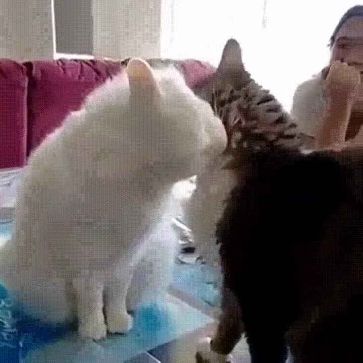 todos,conocer,pareja,comportarse,misma,forma