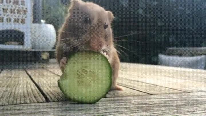 pepino,hamster,adorable