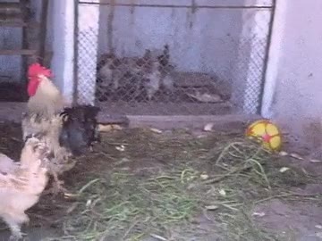 jugadores,futbol,profesional,rematar,menos,estilo,gallo