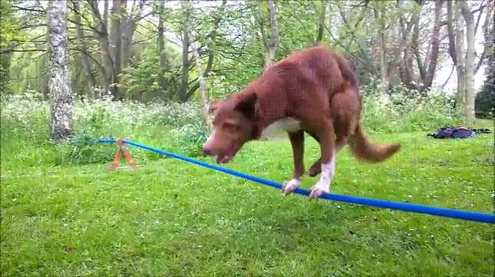 perro,gran,equilibrio,cuerda,floja