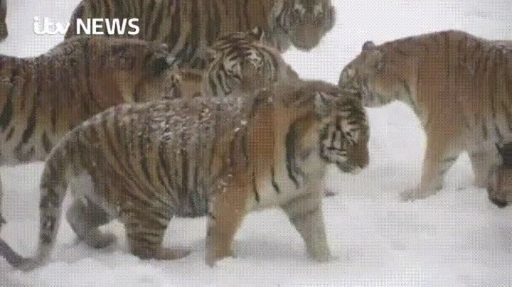 tigres,cazar,dron,analizar,componentes