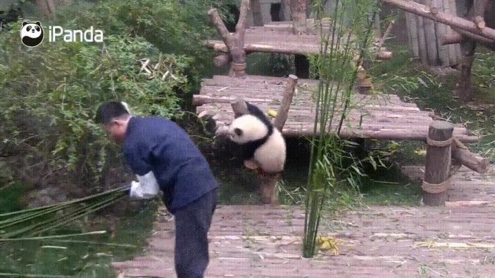 definici&oacute;n,perfecta,significar,padre