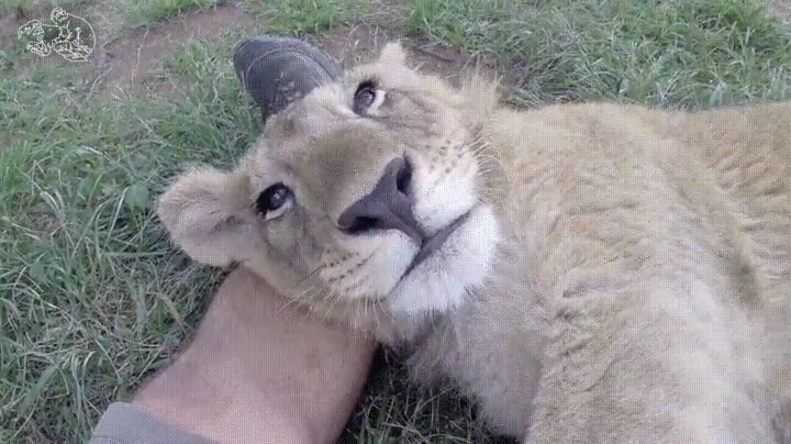 leon,adorable,desactivar,modo,salvaje