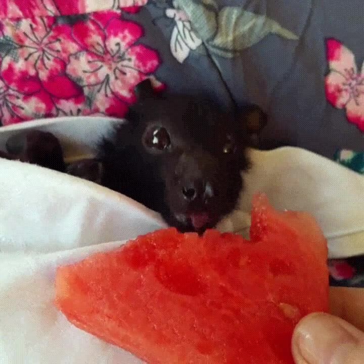 murci&eacute;lago,comer,sand&iacute;a,cama