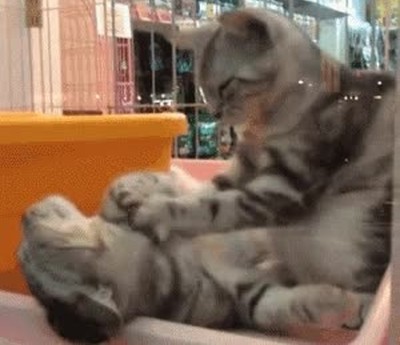 nada,masaje,gato,librarse,estr&eacute;s