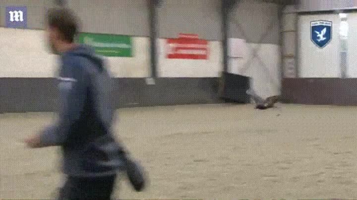 polic&iacute;a,francesa,entrenar,aguilas,derribar,drones