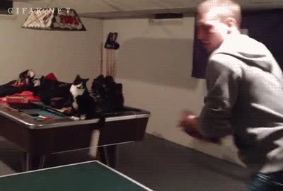 celebrar,gato,punto,partido