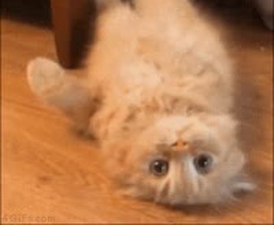 gato,comer,nada,reacci&oacute;n,sacar,desayuno