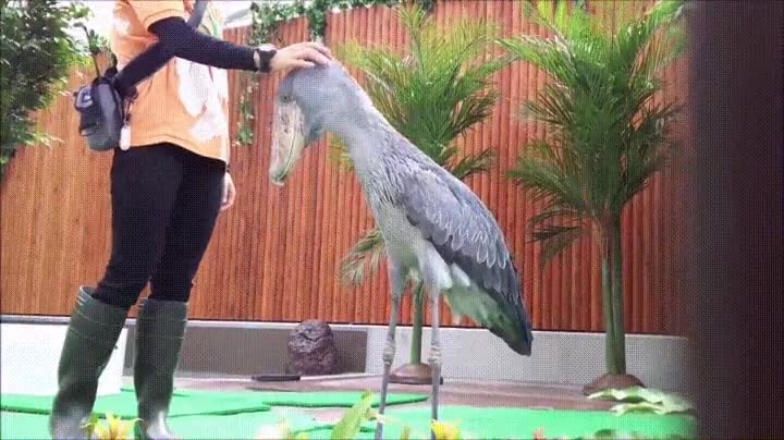 picozapato,saludar,forma,educada