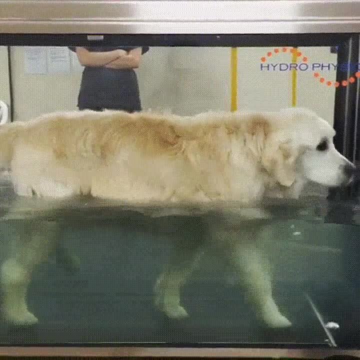 hidroterapia,perros,conseguir,sanos