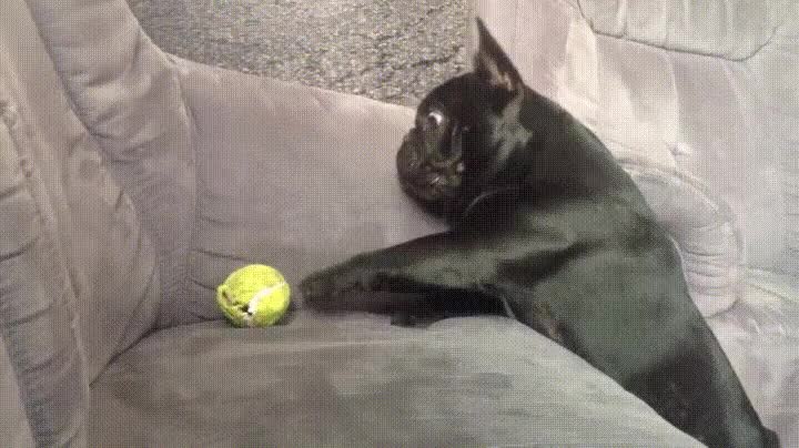 definición,perro,pelota,lunes,peor,dia