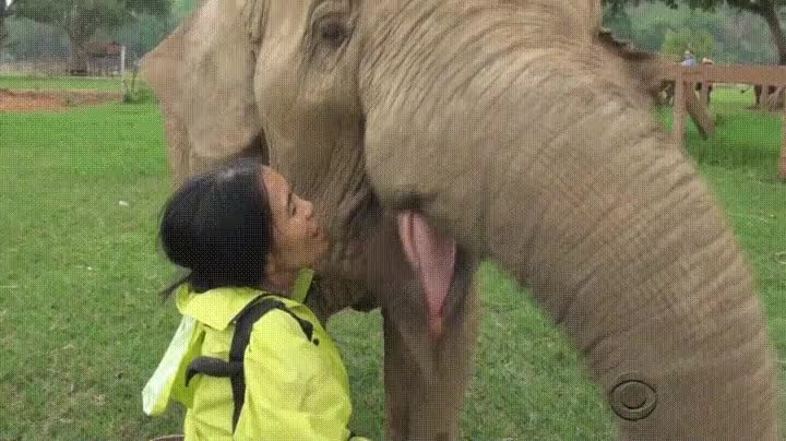 mujer,susurrrar,elefantes