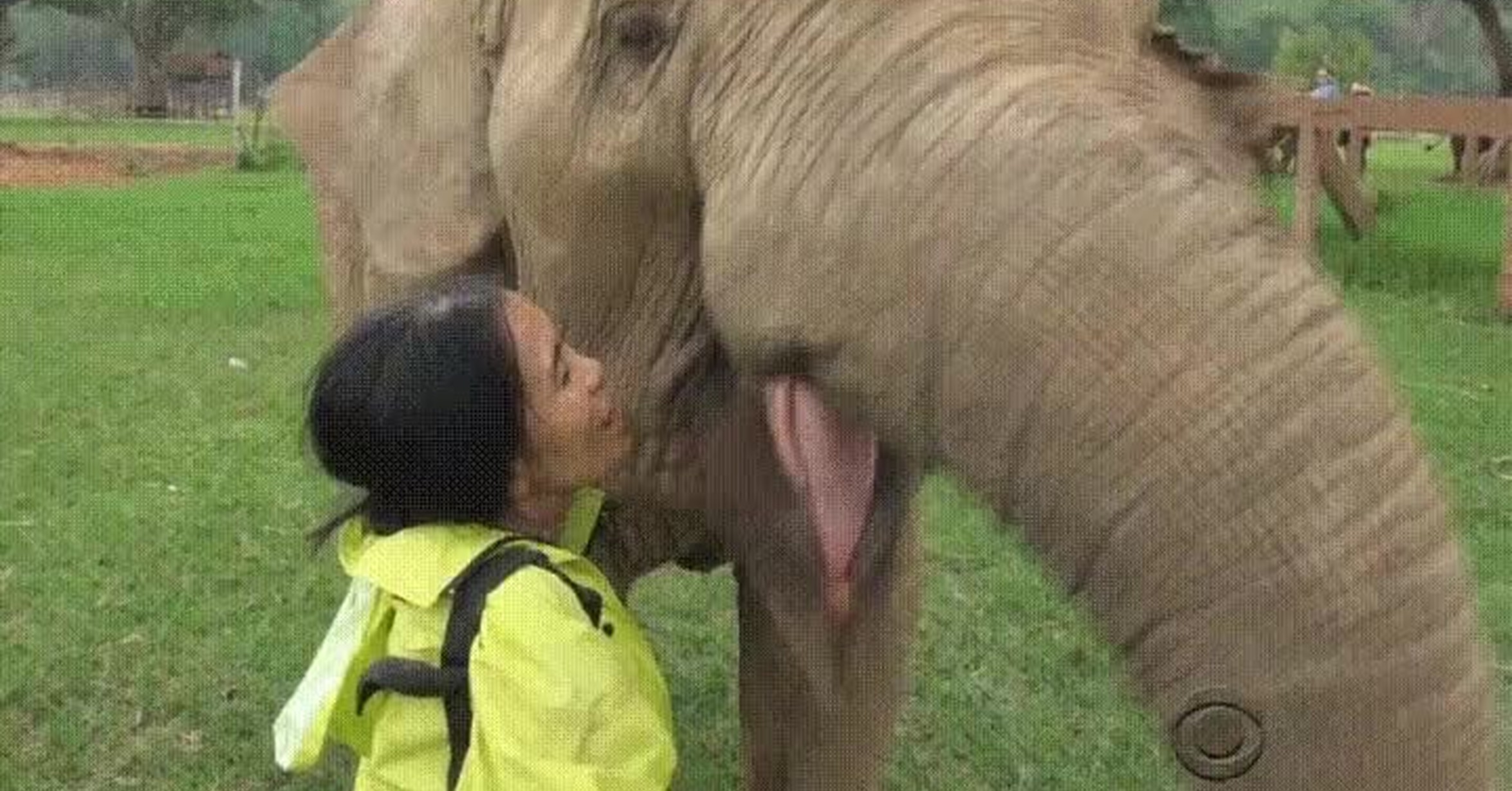 Viejas cojiendo con animales