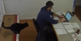 gato,decidir,estudiar,examen,ma&ntilde;ana