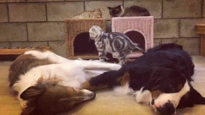 gato,perros,despertar,grandullones